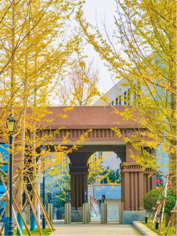 洛阳 科技 职业学院 职业 学院 位列 校友会 校友 2024 20 24 中国 高职 院校 27 被评为 评为 五星级 五星 星级 国一 一流